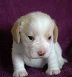 Quincy and Annie Red Boy Front 3 Weeks